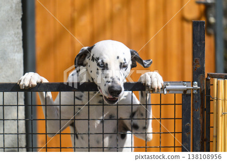 Cute Dalmatian dog leans on gate, looking eager to play 138108956
