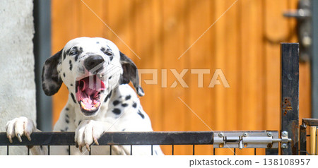 Black and white Dalmatian dog looks excited over a fence Black and white Dalmatian dog looks excited over a fence 138108957