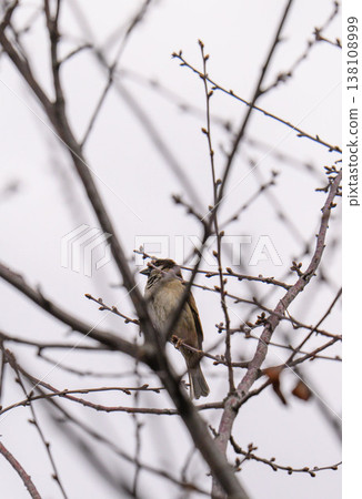 Winter bird on leafless branches, peaceful and watchful in muted tones Winter bird on leafless branches, peaceful and watchful in muted tones 138108999