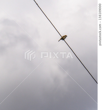 Tiny bird on wire, cloudy sky backdrop 138109000