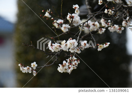 White flower flowers White flower flowers 138109061