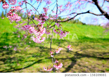 北淺羽櫻花堤岸公園,擁有美麗的櫻花樹成排,還有一棵早開的安魚冬櫻樹。 北淺羽櫻花堤岸公園,擁有美麗的櫻花樹成排,還有一棵早開的安魚冬櫻樹。 138109081