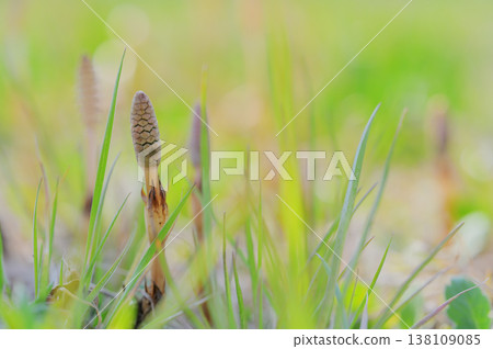 Spring horsetails against a backdrop of soft, fresh green foliage. 138109085