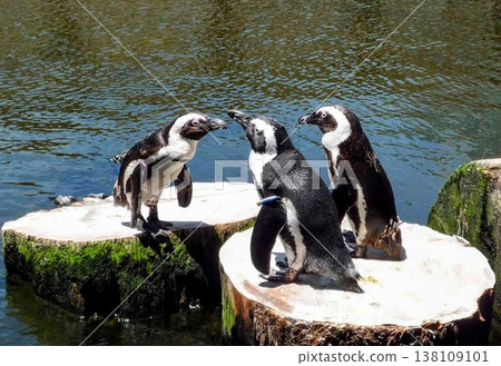 The penguins chatter The penguins chatter 138109101