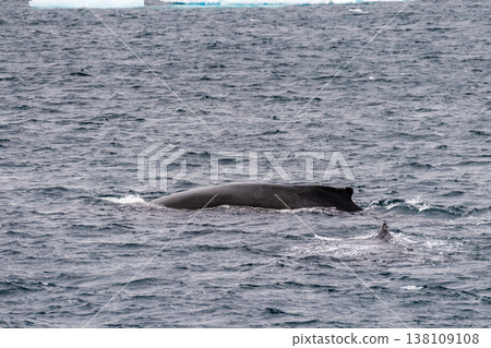 Detail of a humpback dorsal fin and blow hole 138109108
