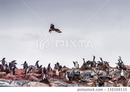 Brown skua attacking a penguin colony 138109110