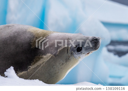 Crabeater Seal resting on a sheet of ice 138109116