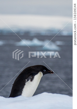 Adelie Penguin standing on an iceberg Adelie Penguin standing on an iceberg 138109144