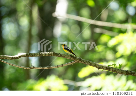 新鮮的綠色森林的Kibitaki 138109231