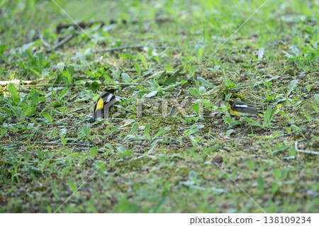 新鮮的綠色森林的Kibitaki 138109234