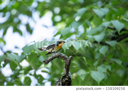 Kibitaki of the fresh green forest Kibitaki of the fresh green forest 138109238