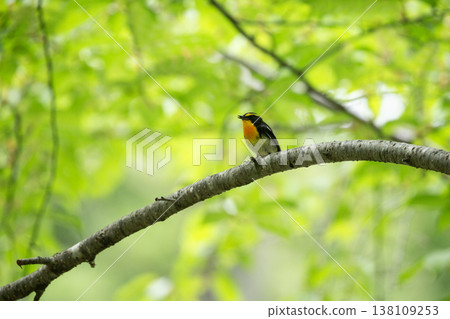 新鮮的綠色森林的Kibitaki 138109253