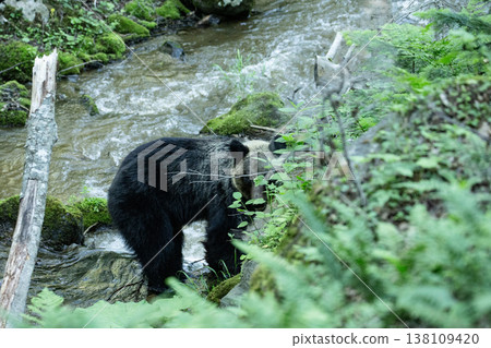 A mother bear and her cub on a forest road A mother bear and her cub on a forest road 138109420