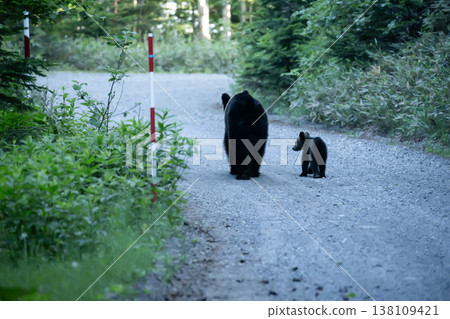 A mother bear and her cub on a forest road A mother bear and her cub on a forest road 138109421