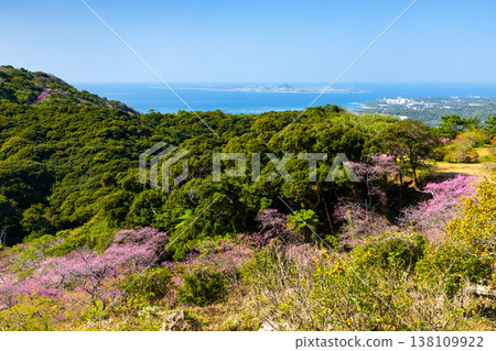 沖繩縣國頭郡本部町 本部八重岳櫻花節期間，從八重嶽山頂附近可以望大海和伊江島的琉球寒緋櫻花山 138109922