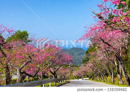 A row of Ryukyu Kanhizakura cherry trees overlooking the sea from near the summit of Mt. Yaedake, where the Motobu Yaedake Cherry Blossom Festival is held in Motobu Town, Kunigami District, Okinawa Prefecture. A row of Ryukyu Kanhizakura cherry trees overlooking the sea from near the summit of Mt. Yaedake, where the Motobu Yaedake Cherry Blossom Festival is held in Motobu Town, Kunigami District, Okinawa Prefecture. 138109982