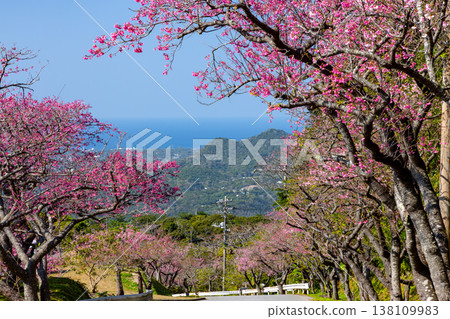 A row of Ryukyu Kanhizakura cherry trees overlooking the sea from near the summit of Mt. Yaedake, where the Motobu Yaedake Cherry Blossom Festival is held in Motobu Town, Kunigami District, Okinawa Prefecture. A row of Ryukyu Kanhizakura cherry trees overlooking the sea from near the summit of Mt. Yaedake, where the Motobu Yaedake Cherry Blossom Festival is held in Motobu Town, Kunigami District, Okinawa Prefecture. 138109983