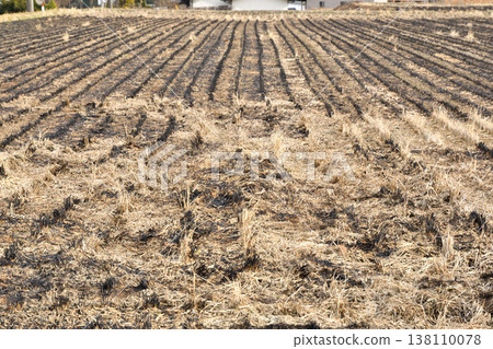 Early spring rice field Early spring rice field 138110078
