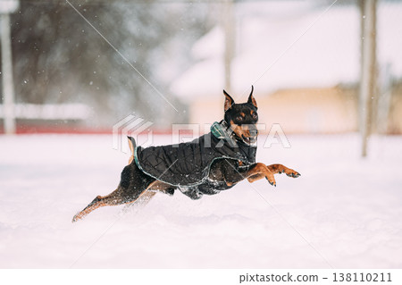 Funny Black Miniature Pinscher Zwergpinscher, Min Pin Dog Playing And Running Outdoor In Snow, Winter Season Funny Black Miniature Pinscher Zwergpinscher, Min Pin Dog Playing And Running Outdoor In Snow, Winter Season 138110211