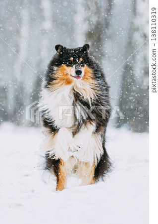 Funny Young Shetland Sheepdog, Sheltie, Collie Playing Outdoor In Snow, Winter Season. Playful Pet Outdoors 138110319