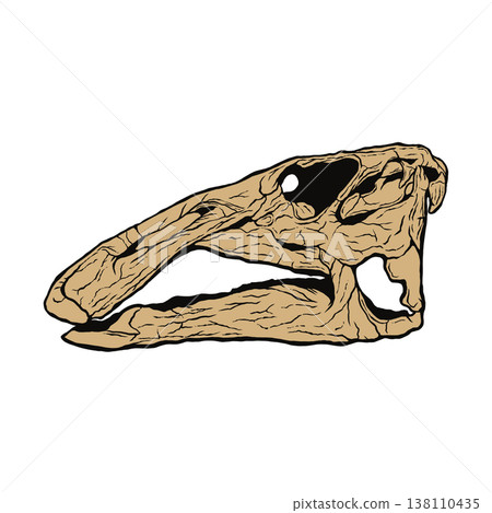 Edmontosaurus skull fossil 138110435