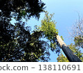 A forest landscape with a blue sky and tall trees. 138110691