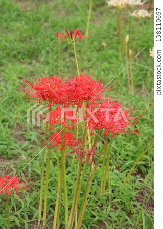 Autumn flower: Spider lily (57) Autumn flower: Spider lily (57) 138110697