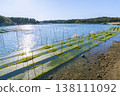 Cultivation of Aosa seaweed in Ise-Shima 138111092
