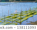 Cultivation of Aosa seaweed in Ise-Shima 138111093