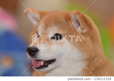 Shiba Inu觀看 138111126