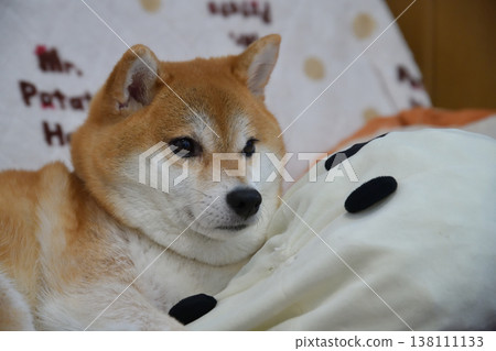 Shiba Inu Shiba Inu 138111133
