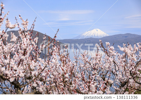 Mount Yotei and Lake Toya seen from Sobetsu Park, surrounded by plum blossoms in full bloom, in Sobetsu Town, Hokkaido (May) 138111336