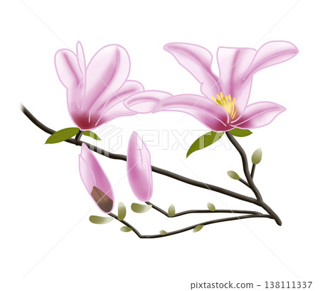 Magnolia kobus, which bears large pink flowers in early spring. 138111337