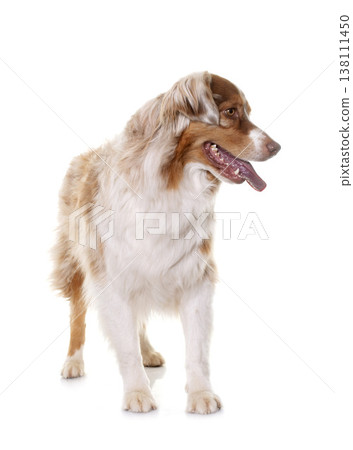 female australian shepherd female australian shepherd 138111450