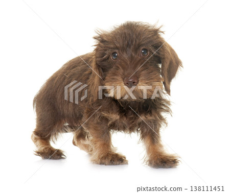 puppy Wire haired dachshund puppy Wire haired dachshund 138111451