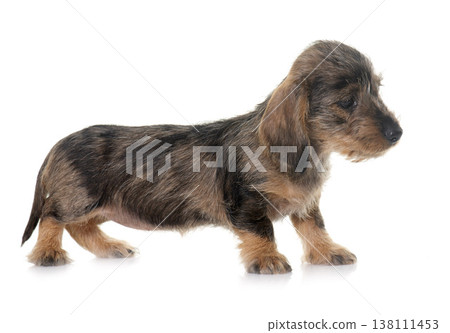 puppy Wire haired dachshund puppy Wire haired dachshund 138111453