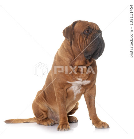 Dogue de Bordeaux 138111454