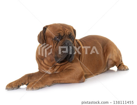 Dogue de Bordeaux Dogue de Bordeaux 138111455