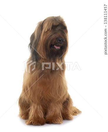 Briard in studio 138111457