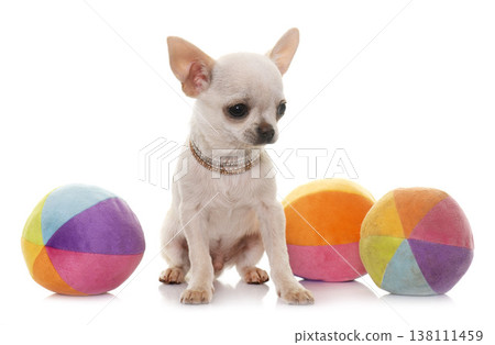 puppy chihuahua in studio 138111459