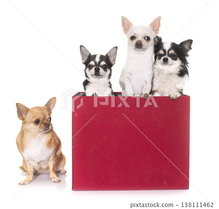 chihuahuas in box 138111462