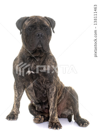 bull mastiff in studio bull mastiff in studio 138111463