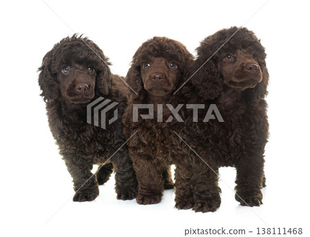 puppies brown poodles puppies brown poodles 138111468