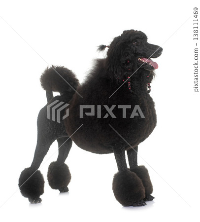 standard black poodle standard black poodle 138111469