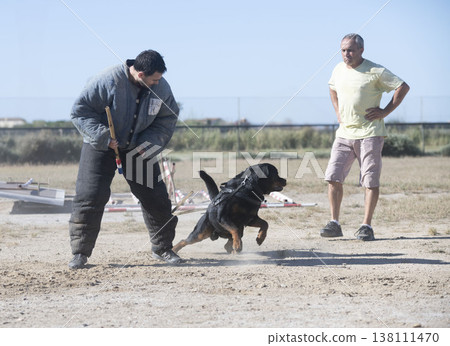 training of rottweiler training of rottweiler 138111470