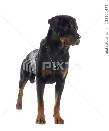 rottweiler in studio 138111471