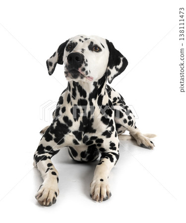 dalmatian in studio dalmatian in studio 138111473