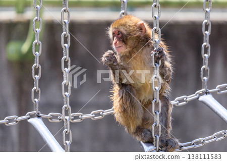 A baby Japanese macaque at Asahigaoka Park in Ashibetsu City, Hokkaido [April] 138111583
