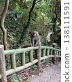 Wild Formosan macaques sitting on the trail railing 138111591