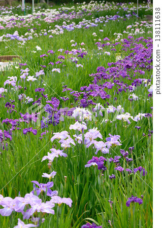A field of irises in purple and white. A field of irises in purple and white. 138111638